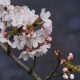 spring flower blossoms