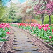 spring flowers